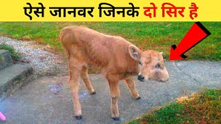 7 ऐसे जानवर जिनके दो सिर है (कभी नही देखा होगा पहले) | Do Munh wala Janwar