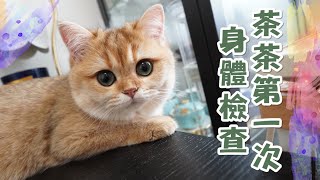 🐘茶茶第一次看醫生｜身體檢查｜澳門動物診所｜動物診所｜獸醫｜英短金漸層｜Tiffany小象🐘  #澳門 #獸醫 #動物診所 #貓 #貓咪 #金漸層英短