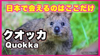 【世界一幸せな動物】オーストラリア以外でクオッカに会えるのは世界でここだけ（CUTE \u0026 HAPPY Quokka）