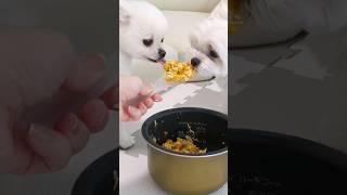 超絶簡単！炊飯器で作れる手作り犬ごはん！ #マルチーズ#ポメラニアン #shorts