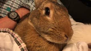 Our huge Flemish giant rabbit pet