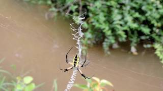 Capital Naturalist: Yellow Garden Spider