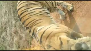 tiger attack in bastar chhattisgarh,Tiger on the road in bastar forest