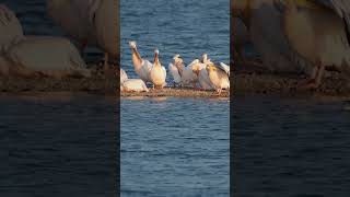 The great white pelican, Pelecanus onocrotalus and The common shelduck, Tadorna tadorna #shortvideo