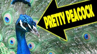 Pretty Peacock Rap Song Lyrics - YO MINUS