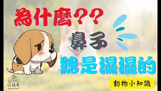 狗狗鼻子為什麼濕濕的 | (內附中文字幕)祈願兔 動物小知識