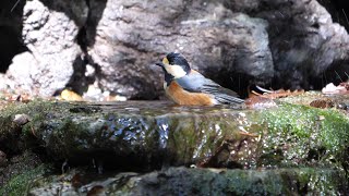 山中湖 大洞の泉のヤマガラの水浴び　その５２（4K60P動画）