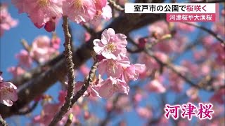 早くも“春一色”　室戸市で「河津桜」など早咲きの桜200本が見ごろに【高知】 (22/02/28 12:00)