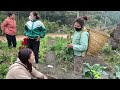 spring harvesting kale cauliflower and beans village life