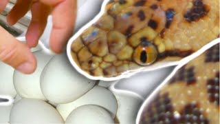 SNAKE EGGS FROM THE SMALLEST PYTHON AND ALLIGATOR FUN TIME!! | BRIAN BARCZYK