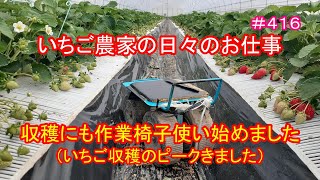 収穫にも作業椅子使い始めました（いちご収穫のピークきました）　いちご農家の日々のお仕事　＃４１６