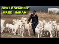 İNEK GİBİ SÜT VEREN SAANEN KEÇİLER ~ HAYVANCILIK KREDİSİ İLE KENDİ İŞİNİ KURMUŞ