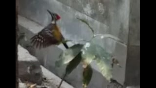 Lesser Golden-backed Woodpecker - বাংলা কাঠঠোকরা