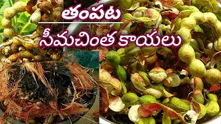 తంపట సీమచింత కాయలు ఎప్పుడైనా తిన్నారా?|వగరుకాయలను పడెయ్యకండి|Village|Villagelife|@gardenmania9612