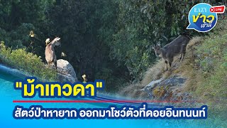 'ม้าเทวดา' สัตว์ป่าหายาก ออกมาโชว์ตัวที่ดอยอินทนนท์