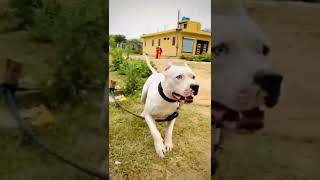 Little SHADOW💪 and MAX🔥#pitbull #shadow #max | Anshu Vlogz | @vicky jangra