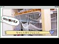 呼ばれたら行くよ♪かしこいフェレット