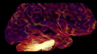 Fibernavigator tutorial: Fibers
