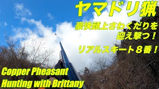 令和4年2月11日 雪中ヤマドリ猟 豪快さわくだりゲット リアルスキート8番 Copper Pheasant Hunting with Brittany