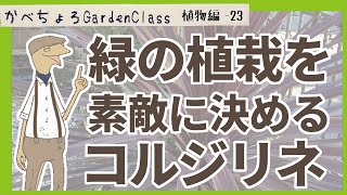 植栽のアクセントにコルジリネ・オーストラリス【庭植物編-23】