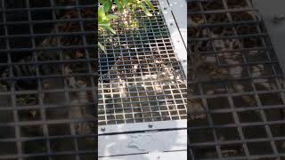 球夏◎①ジャガー・ニライちゃん・カナイちゃん・沖縄こどもの国・・・Jaguar ・Okinawa Zoo \u0026 Museum(20240912)