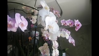 Мої Білі Орхідеї Фаленопсиси... White Phalaenopsis