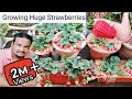 Growing HUGE Strawberries in Pot.🍓 How To Grow Strawberry in winter, from seed to harvest.