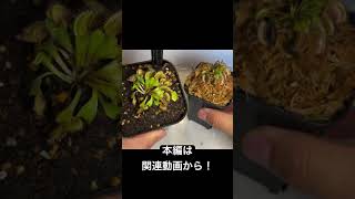 [初心者の方必見！]食虫植物ハエトリソウの植え替え方法と管理の仕方を解説！#食虫植物 #ハエトリソウ #plants #carnivorousplant