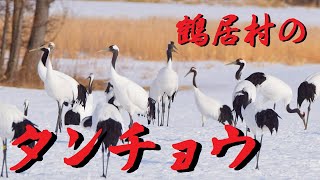 鶴居村のタンチョウと求愛ダンス