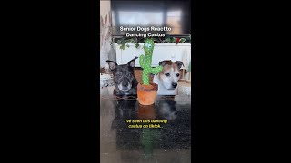 My dogs review the Dancing Cactus toy | TikTok made me buy it #productreview #shorts