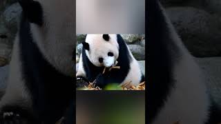 eating panda ice cream #shorts #safari #panda#netflix#animals #butterfly#youtube #update#latest  #4k