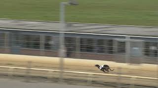 Greyhound 2024 17.04.2024 Trial 4