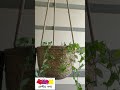 hanging planter হোগলা পাতার হ্যাংগিং প্লান্টার