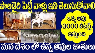 ఒక్క ఆవు 3000 పైగా లీటర్ల పాలు ఇస్తుంది | పాడి ద్వారా ఆదాయం కావాలంటే ఇవి తెలుసుకోండి | Agro Business