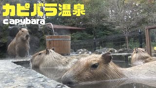 カピバラ、お風呂に入る②/ゆっくり見たい人向け - capybara relaxing in a bath