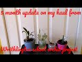 5 month update on Writhlington orchids haul