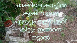 ചാക്കിലെ കാച്ചിൽ കൃഷി വളരെ എളുപ്പം നല്ല വിളവും കിട്ടും ഇങ്ങനെ നട്ടാൽ #jaivakrishi