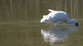 クロツラヘラサギ若/Black-faced Spoonbill