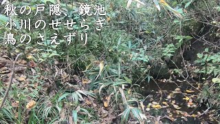 長野県戸隠の鏡池近くの小川のせせらぎと環境音