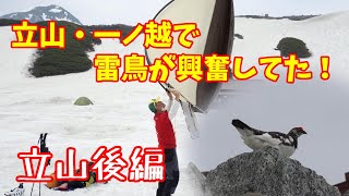 立山テント泊2日目！興奮する雷鳥を初めて見た！！【後編】