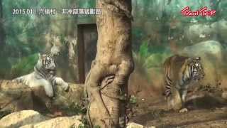 2015 六福村｜非洲部落猛獸區 [HD]