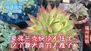 福州杨姐：楼顶2株弗兰克快顶不住了，是否搬进空调房？这个夏天真的太难了