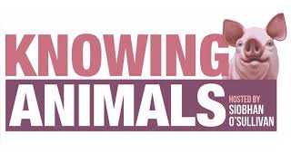Knowing Animals 164: Is veganism morally required? With Bob Fischer