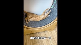 一只自律的橘有多可怕...#健身达喵 #抖音动物图鉴 #橘猫 @抖音自然