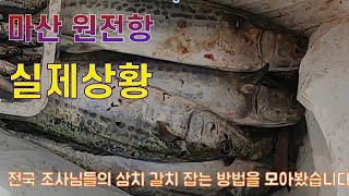 #마산원전항#갈치낚시 #삼치낚시        갈치와삼치낚시 실제상황