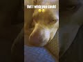 You don’t have to like me 😢 #dog #doggy #sad #saddog #saddogs  #shorts #youtubeshorts #dectheduck