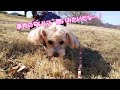 【犬と公園散歩】栃木市でオススメの公園！ 永野川緑地公園 マルプー成犬 お出かけスポット 犬とお出かけ 犬散歩