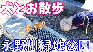 【犬と公園散歩】栃木市でオススメの公園！ #永野川緑地公園 #マルプー成犬 #お出かけスポット #犬とお出かけ #犬散歩