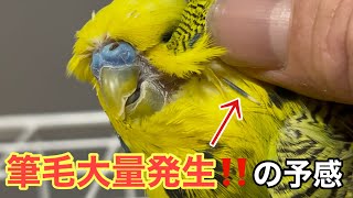 【インコ】筆毛大量発生⁉️の予感……