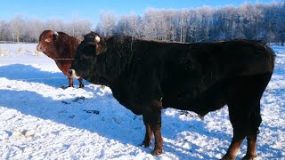 Вольное содержание КРС.